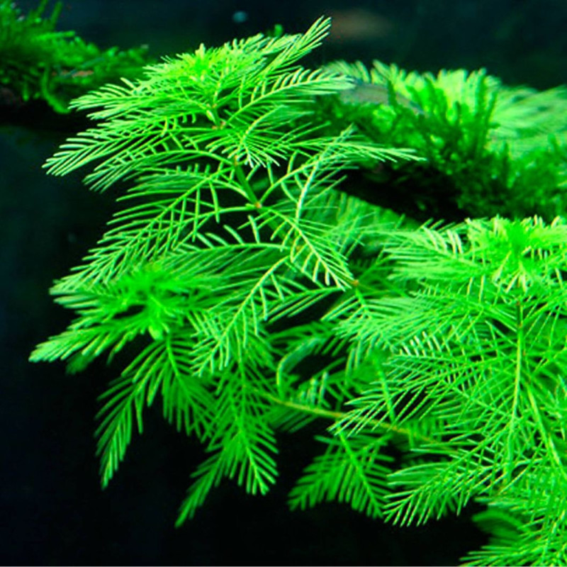 Myriophylum mattogrossense Myriophylum mattogrossense