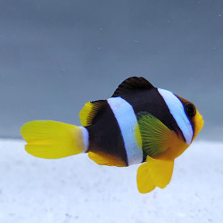 Peixe Palhaço Clarkii - Amphiprion clarkii Peixe Palhaço Clarkii - Amphiprion clarkii