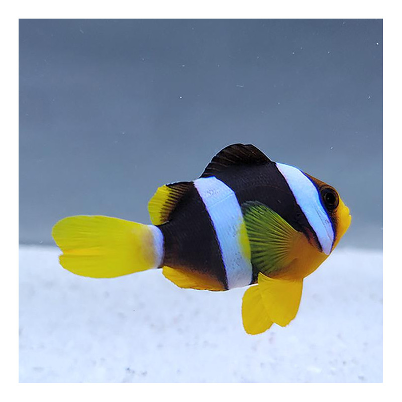 Peixe Palhaço Clarkii - Amphiprion clarkii