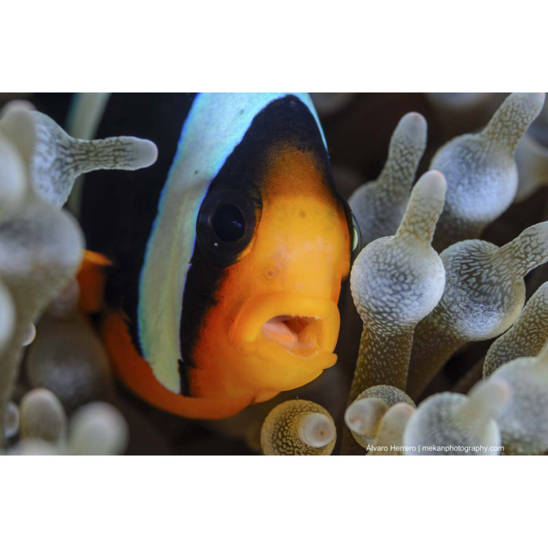 Peixe Palhaço Clarkii - Amphiprion clarkii