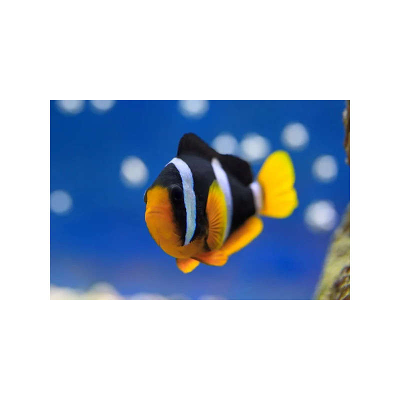 Peixe Palhaço Clarkii - Amphiprion clarkii