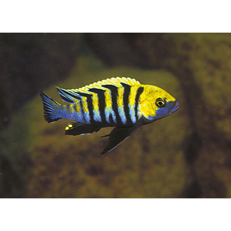 Cynotilapia zebroides 'Cobue' - Afra Cobue Cichlid Cynotilapia zebroides 'Cobue' - Afra Cobue Cichlid