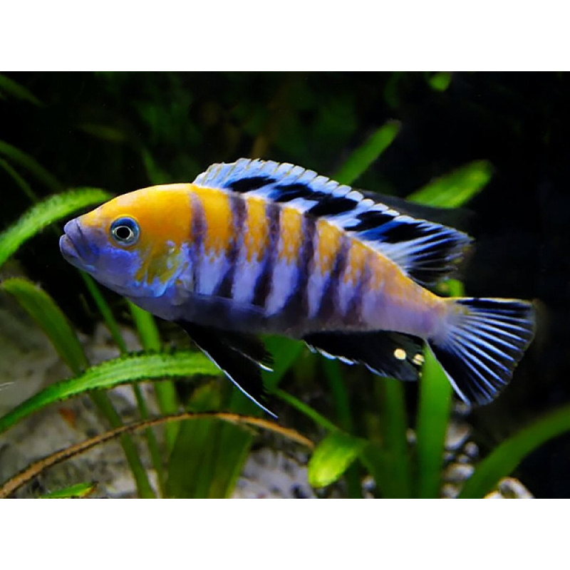 Cynotilapia zebroides 'Cobue' - Afra Cobue Cichlid Cynotilapia zebroides 'Cobue' - Afra Cobue Cichlid