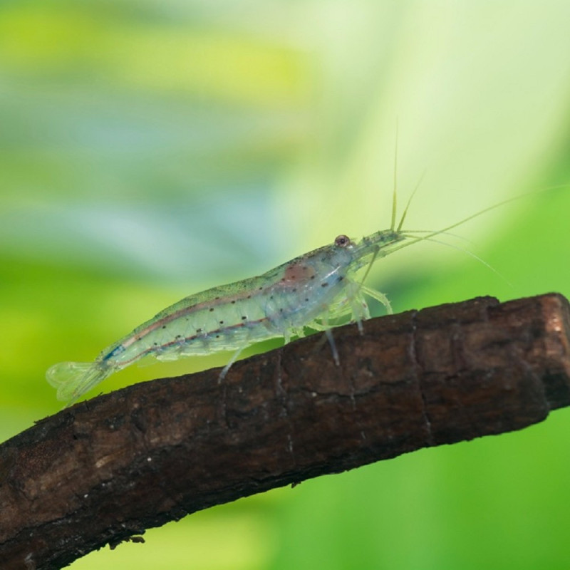 Gamba Amano - Caridina multidentata japonica M