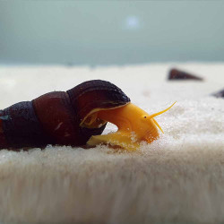 Tylomelania Naranja Conejo Tylomelania Naranja Conejo
