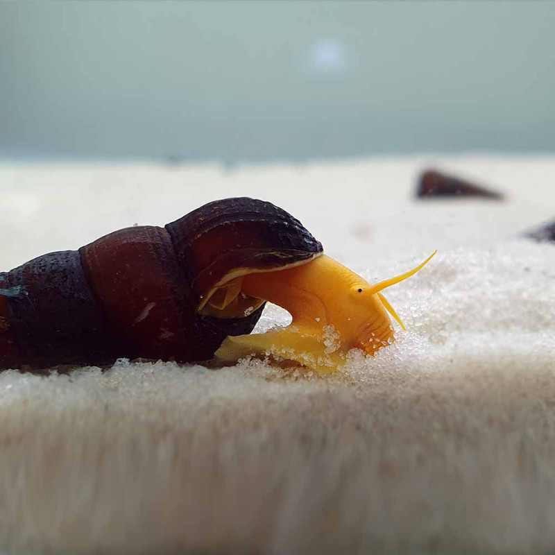 Tylomelania Orange Rabbit