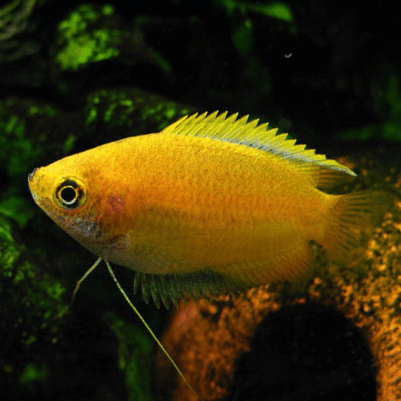 Gurami Miel - Trichogaster Chuna