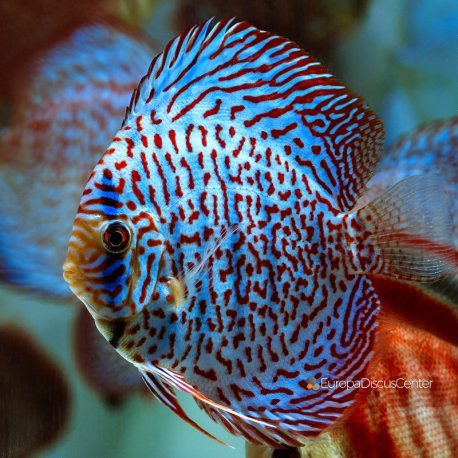 Golden Pigeon Discus 4-5cm