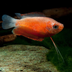 Trichogaster chuna  - Honey gourami Trichogaster chuna  - Honey gourami