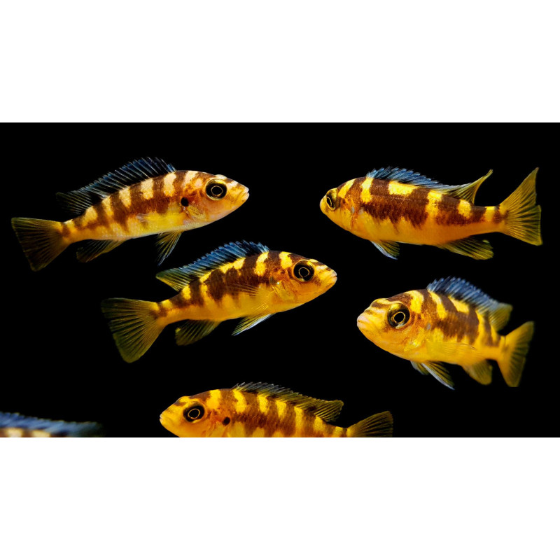 Pseudotropheus cabro