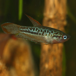 Trichopsis pumila - Sparkling Gourami Trichopsis pumila - Sparkling Gourami
