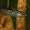 Trichopsis pumila - Sparkling Gourami