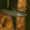 Trichopsis pumila - Sparkling Gourami
