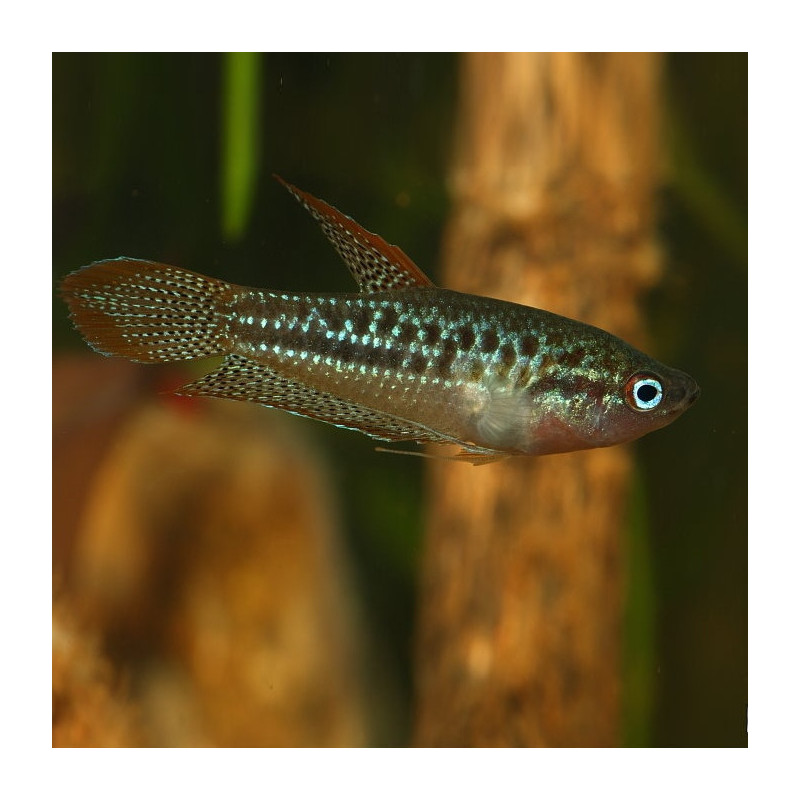 Trichopsis pumila - Sparkling Gourami