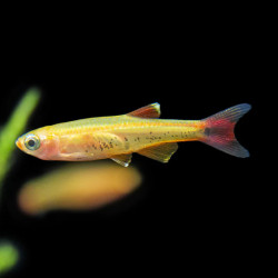 Tanichthys Albonubes - Falso Néon Dourado Tanichthys Albonubes - Falso Néon Dourado