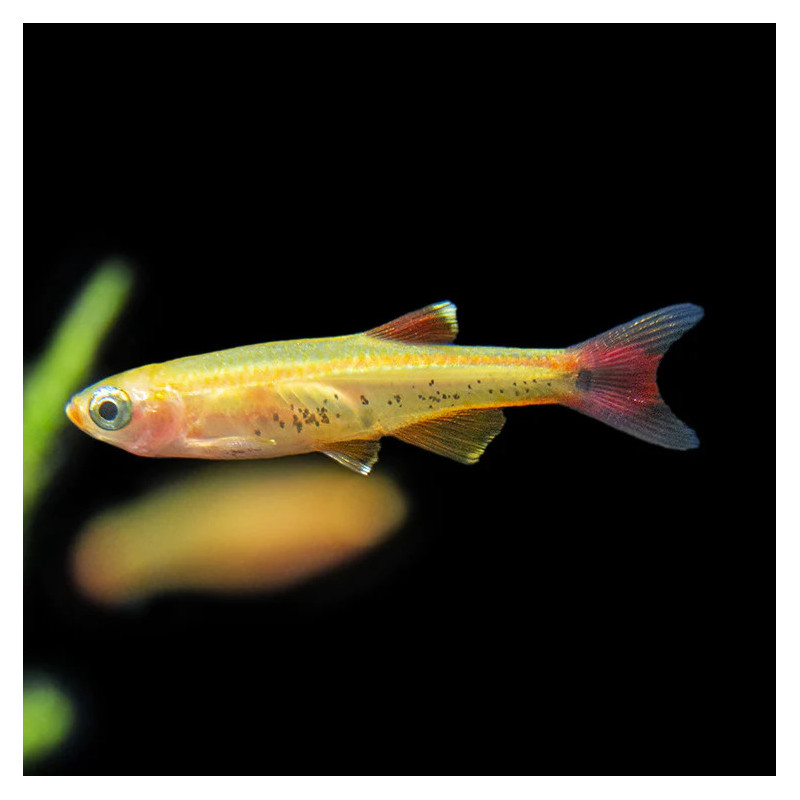 Tanichthys Albonubes - Falso Néon Dourado