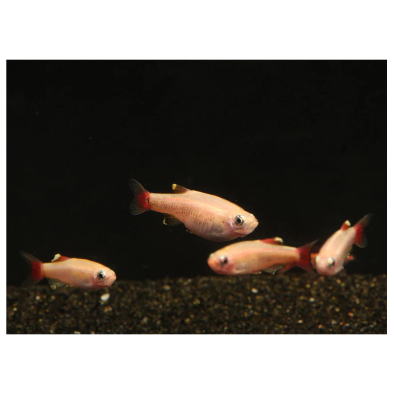 Tanichthys Albonubes - Gold White Cloud Minow