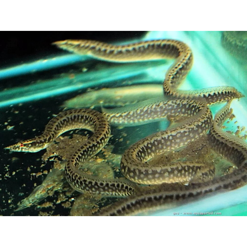 African Starry Night Eel - Afromastacembelus frenatus 8-12cm