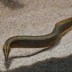 African Starry Night Eel - Afromastacembelus frenatus 8-12cm African Starry Night Eel - Afromastacembelus frenatus 8-12cm