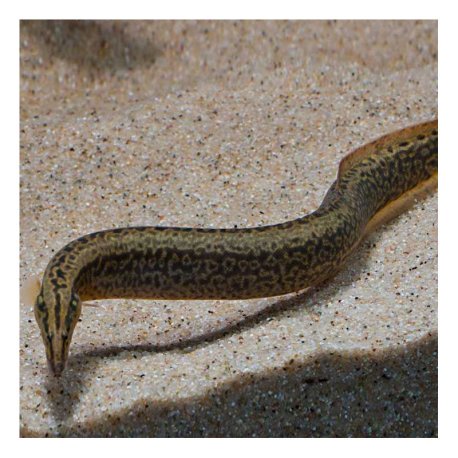 African Starry Night Eel - Afromastacembelus frenatus 8-12cm