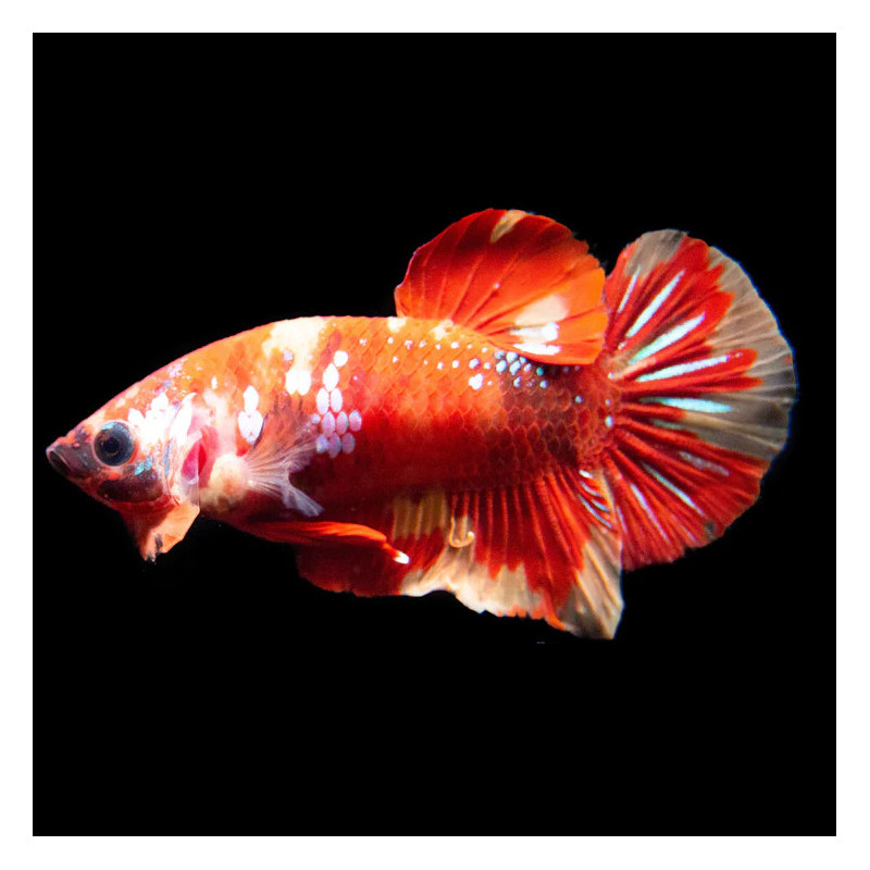 Betta Gigante Plakat Nemo - Macho