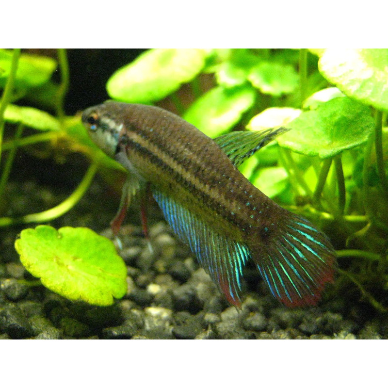 Betta imbellis - Crescent Betta