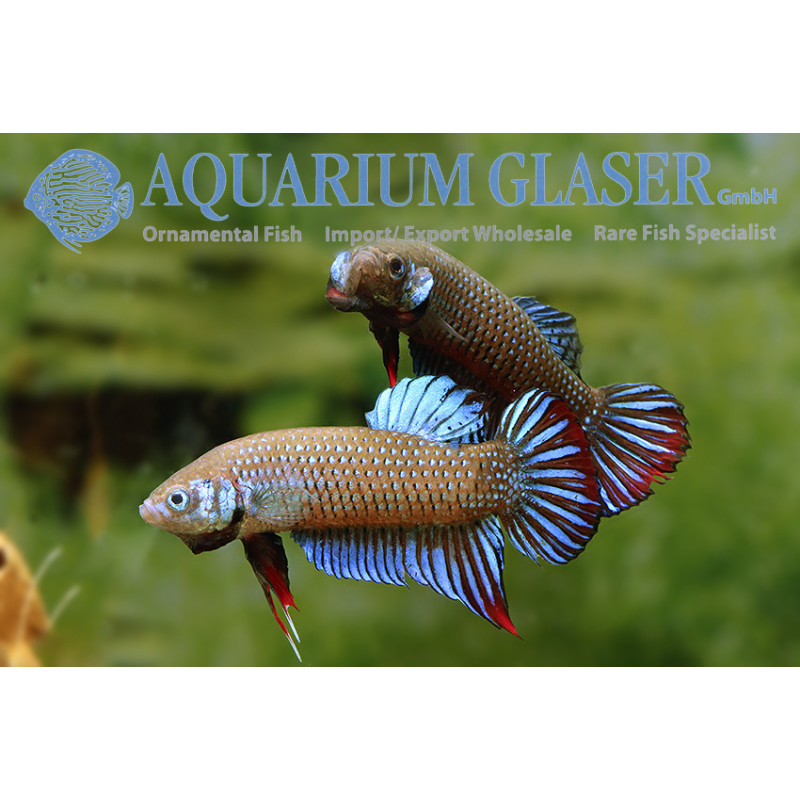 Betta imbellis - Crescent Betta
