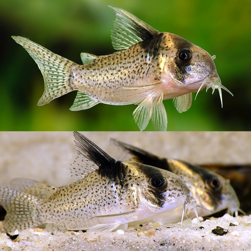 Corydoras delphax