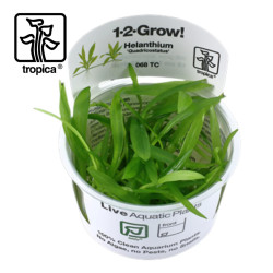 Helanthium Quadricostatus
 Produtor-Tropica