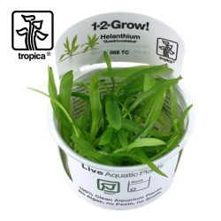 Helanthium quadricostatus
 Productor-Tropica