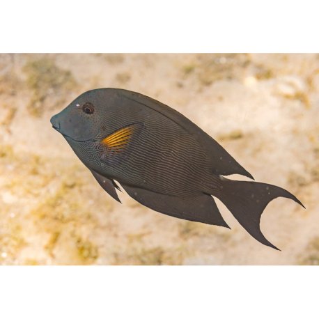 Ctenochaetus striatus - Orange Stripe Bristletooth Tang