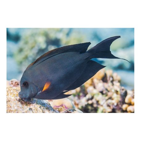 Ctenochaetus striatus - Orange Stripe Bristletooth Tang