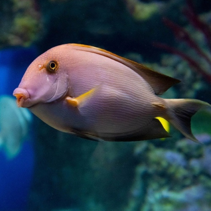 Ctenochaetus striatus - Orange Stripe Bristletooth Tang