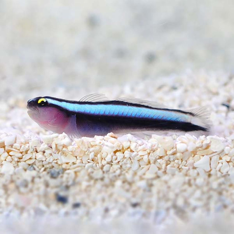 Elacatinus oceanops - Sharknose Goby Tank Bred