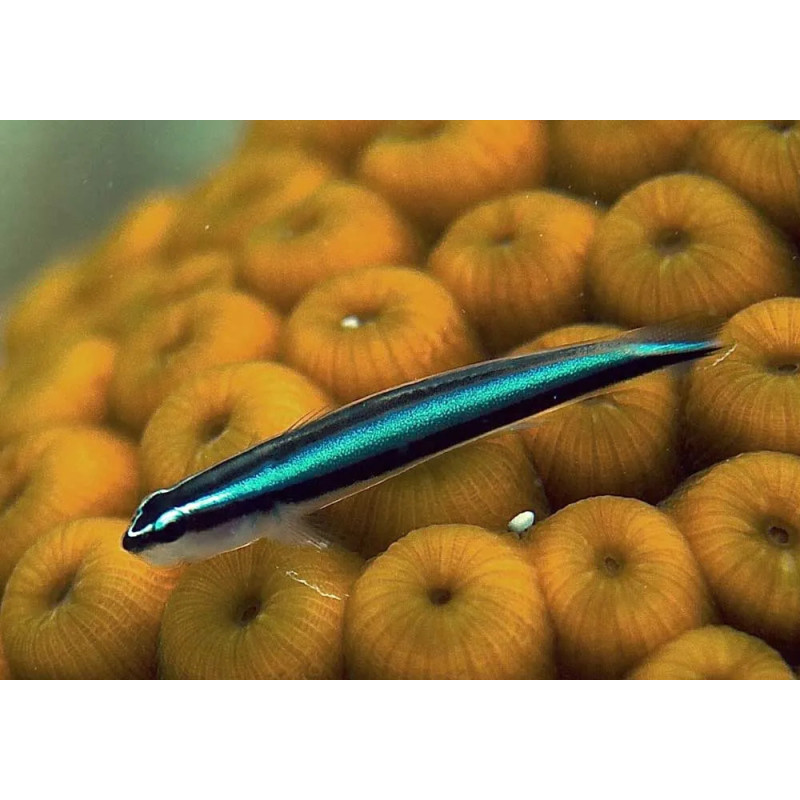 Elacatinus oceanops - Sharknose Goby Tank Bred