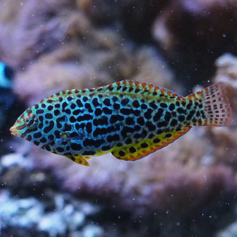 Macropharyngodon meleagris - Leopard Wrasse