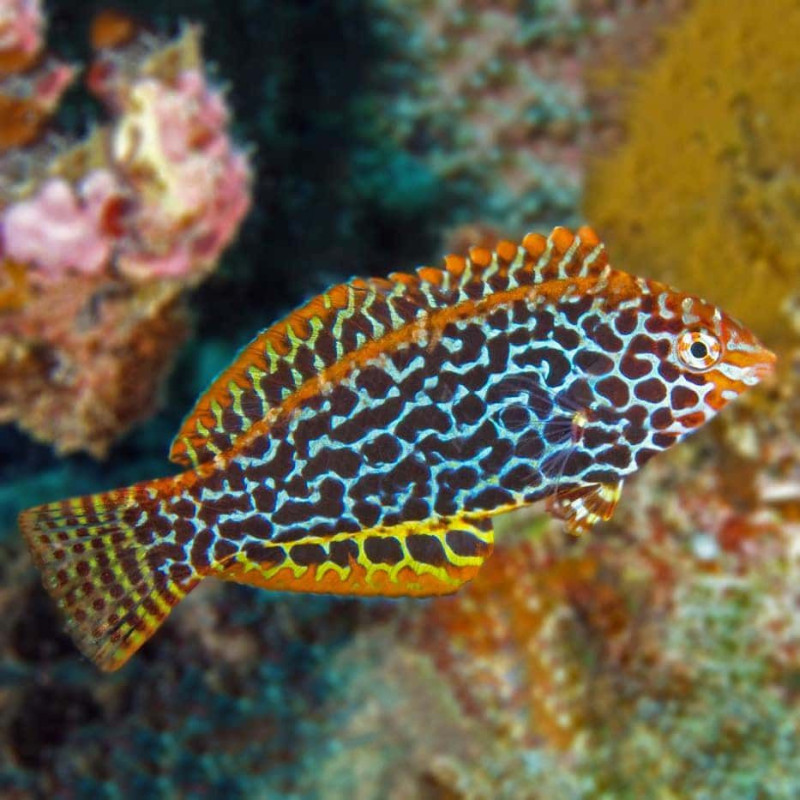 Macropharyngodon meleagris - Leopard Wrasse