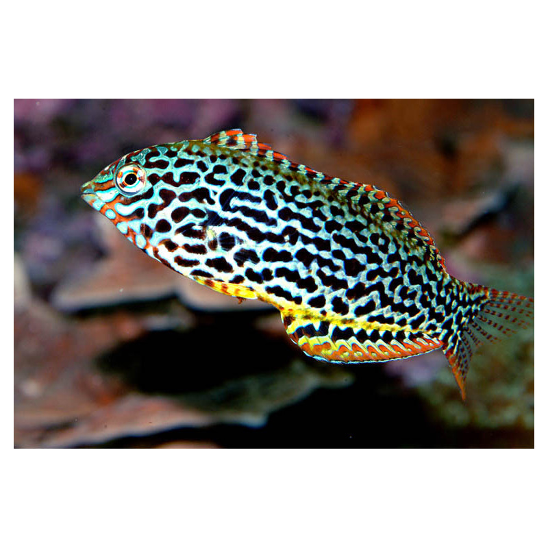 Macropharyngodon meleagris - Leopard Wrasse