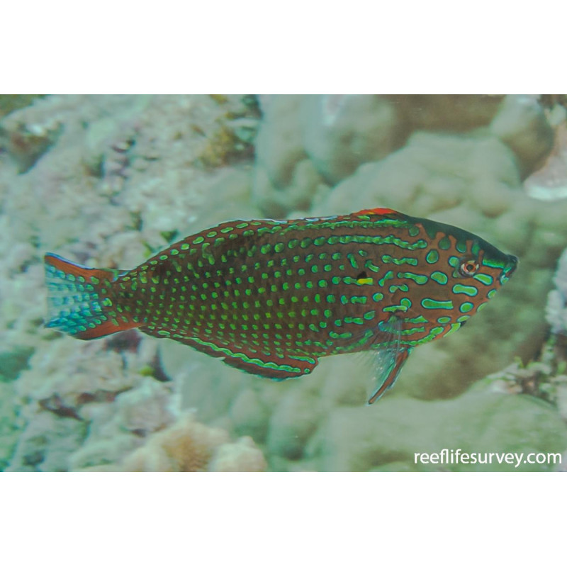 Macropharyngodon meleagris - Leopard Wrasse