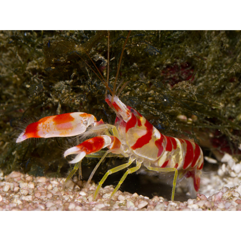 Alpheus randalli - Red Banded Pistol Shrimp