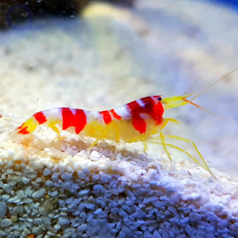 Alpheus randalli - Red Banded Pistol Shrimp
