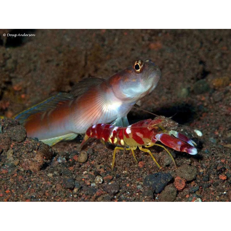 Alpheus randalli - Red Banded Pistol Shrimp