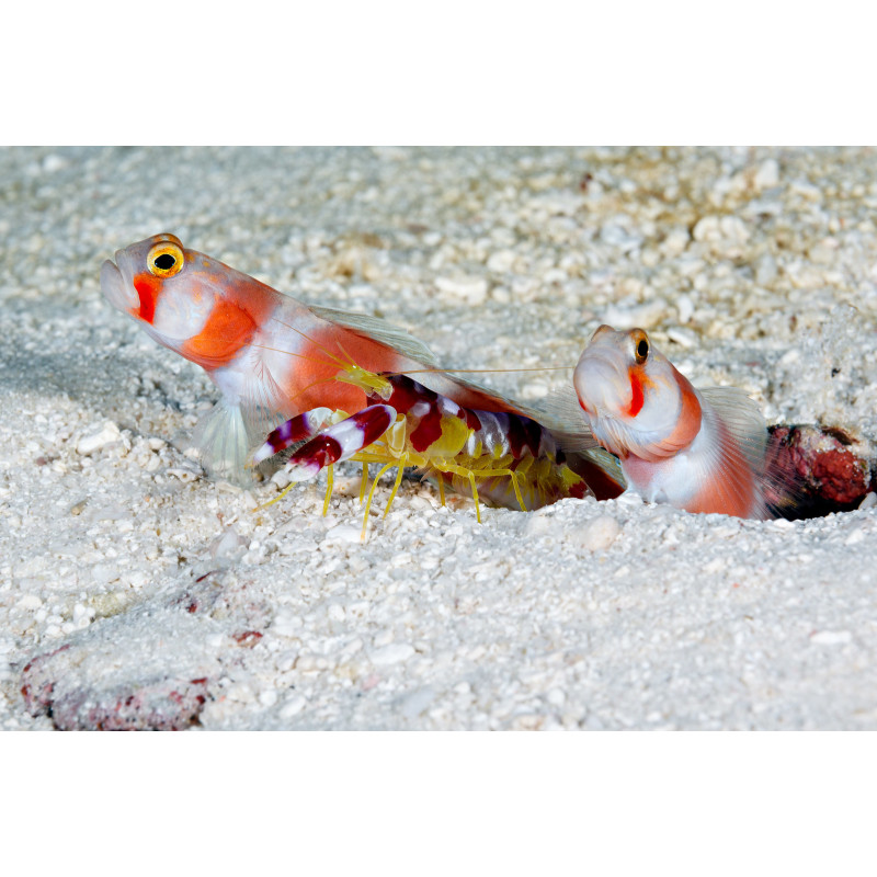 Alpheus randalli - Red Banded Pistol Shrimp