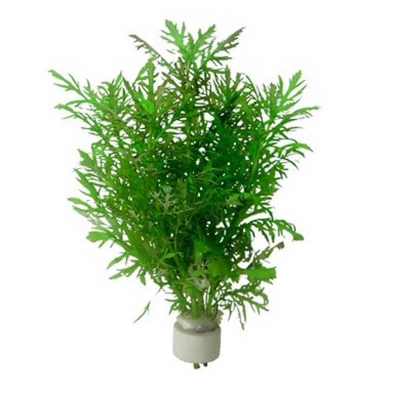 Hygrophila Difformis - Dennerle