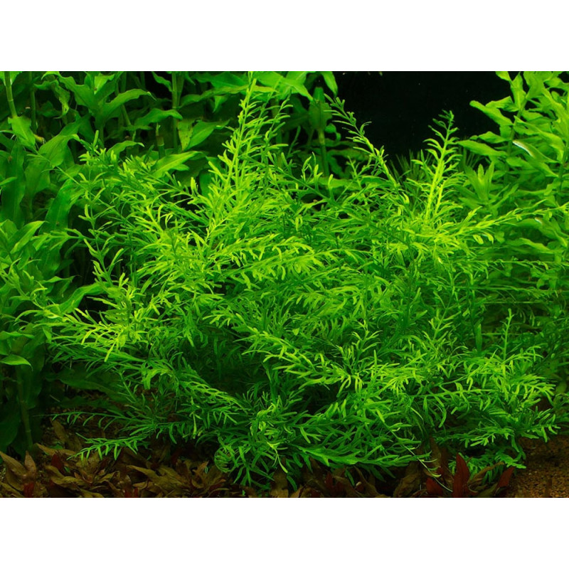 Hygrophila Difformis - Dennerle