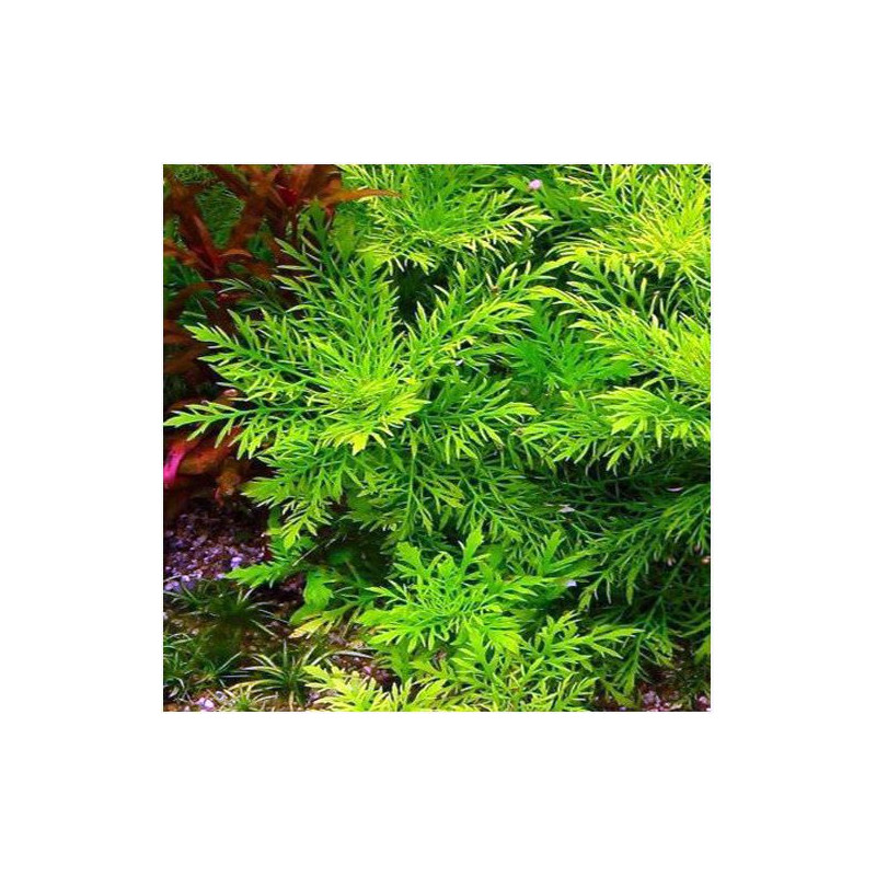 Hygrophila Difformis - Dennerle