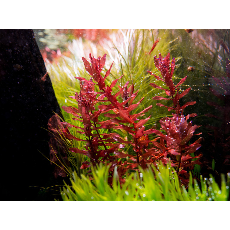Rotala macrandra
