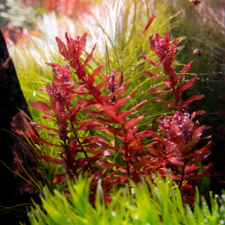 Rotala macrandra Rotala macrandra