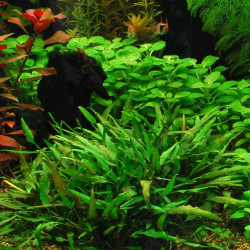 Cryptocoryne x willisii Cryptocoryne x willisii