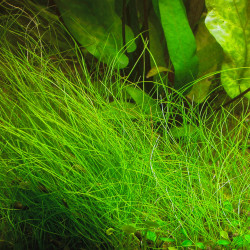 Eleocharis parvula Eleocharis parvula